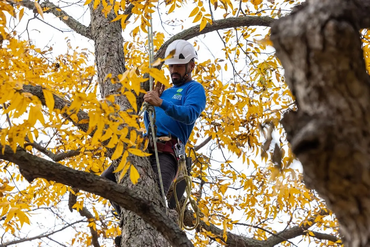 Skilled Tree Pruning crew working in Littleton